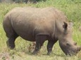 1 Day ziwa Rhino tracking trip