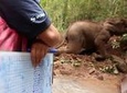 6days/5nights Volunteering Kindred Spirit Elephant Sanctuary Chiang Mai