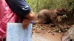 6days/5nights Volunteering Kindred Spirit Elephant Sanctuary Chiang Mai
