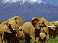 2 Days Amboseli Safari