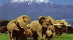 2 Days Amboseli Safari