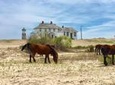 Outer Banks Wild Horse Tour