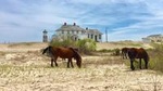 Outer Banks Wild Horse Tour