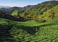 2-Nights Cameron Highlands Discovery from Penang to Kuala Lumpur