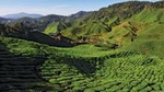 2-Nights Cameron Highlands Discovery from Penang to Kuala Lumpur