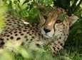 3-Day Samburu Luxury Safari