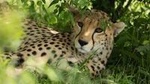 3-Day Samburu Luxury Safari