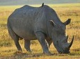 4-Day Masai Mara, L Naivasha and L Nakuru - Private safari