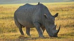 4-Day Masai Mara, L Naivasha and L Nakuru - Private safari