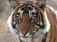 4-Day Ranthambore Tiger Safari Tour to Agra and Jaipur from Delhi