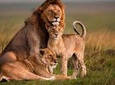 Private 4 Days Masai Mara and Lake Nakuru Luxury Safari All Inclusive