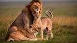 Private 4 Days Masai Mara and Lake Nakuru Luxury Safari All Inclusive