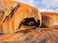 Flinders Chase Focus - Full Day Kangaroo Island Wildlife Tour