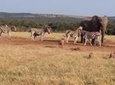 6 Day Cape to Addo Safari