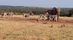 6 Day Cape to Addo Safari