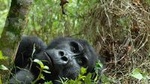 6 days Gorilla Adventure