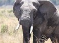 6-Day Samburu, Lake Nakuru, and Masai Mara Safari
