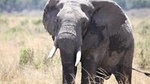 6-Day Samburu, Lake Nakuru, and Masai Mara Safari