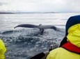 Whales, Eyjafjörður and Akureyri by RIB