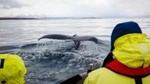 Whales, Eyjafjörður and Akureyri by RIB