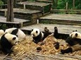 All Inclusive Boutique Tour of Chengdu Highlights