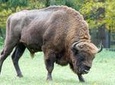Full-Day Bialowieza National Park Tour from Warsaw