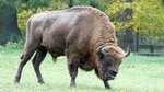 Full-Day Bialowieza National Park Tour from Warsaw