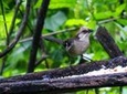 Birdwatching Tour in El Chorro waterfall and Yunguilla Jocotoco Reserve from Cuenca