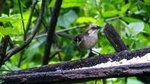 Birdwatching Tour in El Chorro waterfall and Yunguilla Jocotoco Reserve from Cuenca