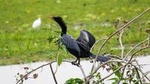 Birdwatching Tour in Tamarindo Tropical Forest area from Cuenca
