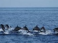 Bohol Pamilacan Island Dolphin Whale Watching Tour