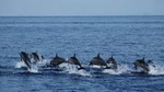 Bohol Pamilacan Island Dolphin Whale Watching Tour