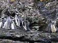 Chiloe Island - Puñihuil Tour