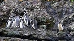 Chiloe Island - Puñihuil Tour