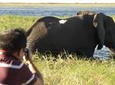 Chobe River Game Cruise