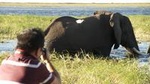 Chobe River Game Cruise