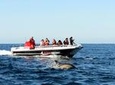 Permitted Close Encounter Whale & Dolphin Watching Knysna