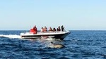 Permitted Close Encounter Whale & Dolphin Watching Knysna