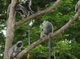Silver Leaf Monkeys and Firefly Tour with Boat Ride and Seafood Dinner 