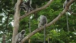 Silver Leaf Monkeys and Firefly Tour with Boat Ride and Seafood Dinner 