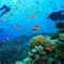 Diving In Belle Mare Mauritius