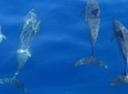 Dolphin Watching and Boat Tour in Sesimbra