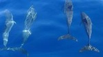 Dolphin Watching and Boat Tour in Sesimbra