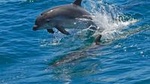 Dolphin Watching in the Wild - Half Day Boat Tour