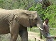 Elephant Sanctuary Tour From Johannesburg