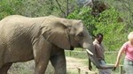 Elephant Sanctuary Tour From Johannesburg