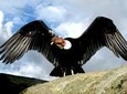 Day tour to Canyon of Apurimac with Condors Flight