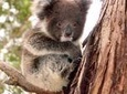 Island Life - Full Day Kangaroo Island Wildlife Tour