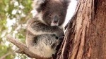 Island Life - Full Day Kangaroo Island Wildlife Tour