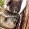 Island Life - Full Day Kangaroo Island Wildlife Tour